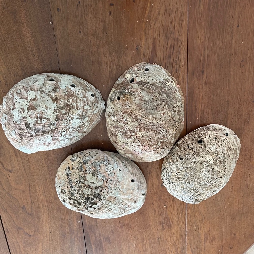 Natural Abalone Large Shell - Picture 4 of 16